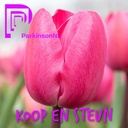 Parkinson Tulip - ORG
