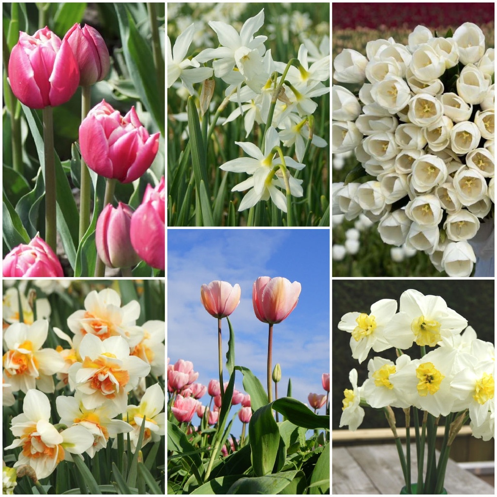 Cut flower garden - ORG