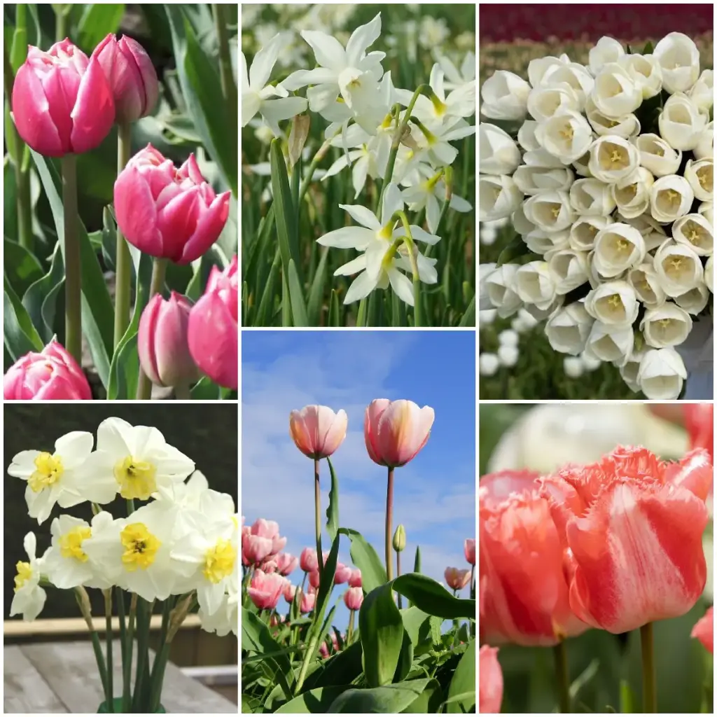Cut flower garden - ORG