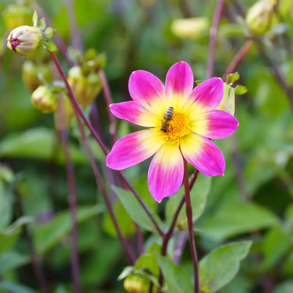 Dahlia Bright Eyes -r- - ORG
