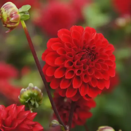 [B1052-1] Dahlia Viking - ORG (1 bulb)