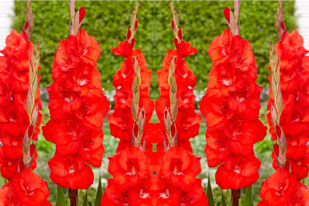 Gladiolus Bunga - ORG