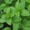 Common Mint - ORG
