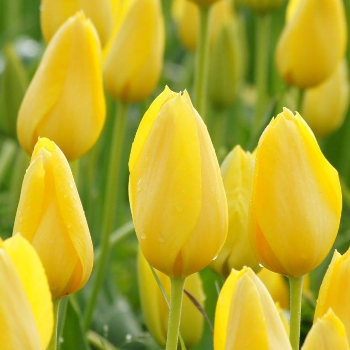 Tulipa Big Smile - ORG