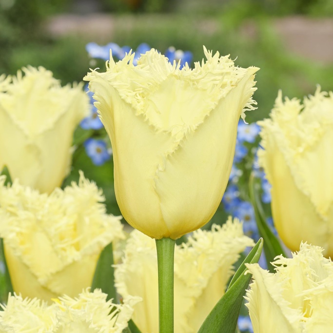Tulipa Rebellious Yellow - ORG