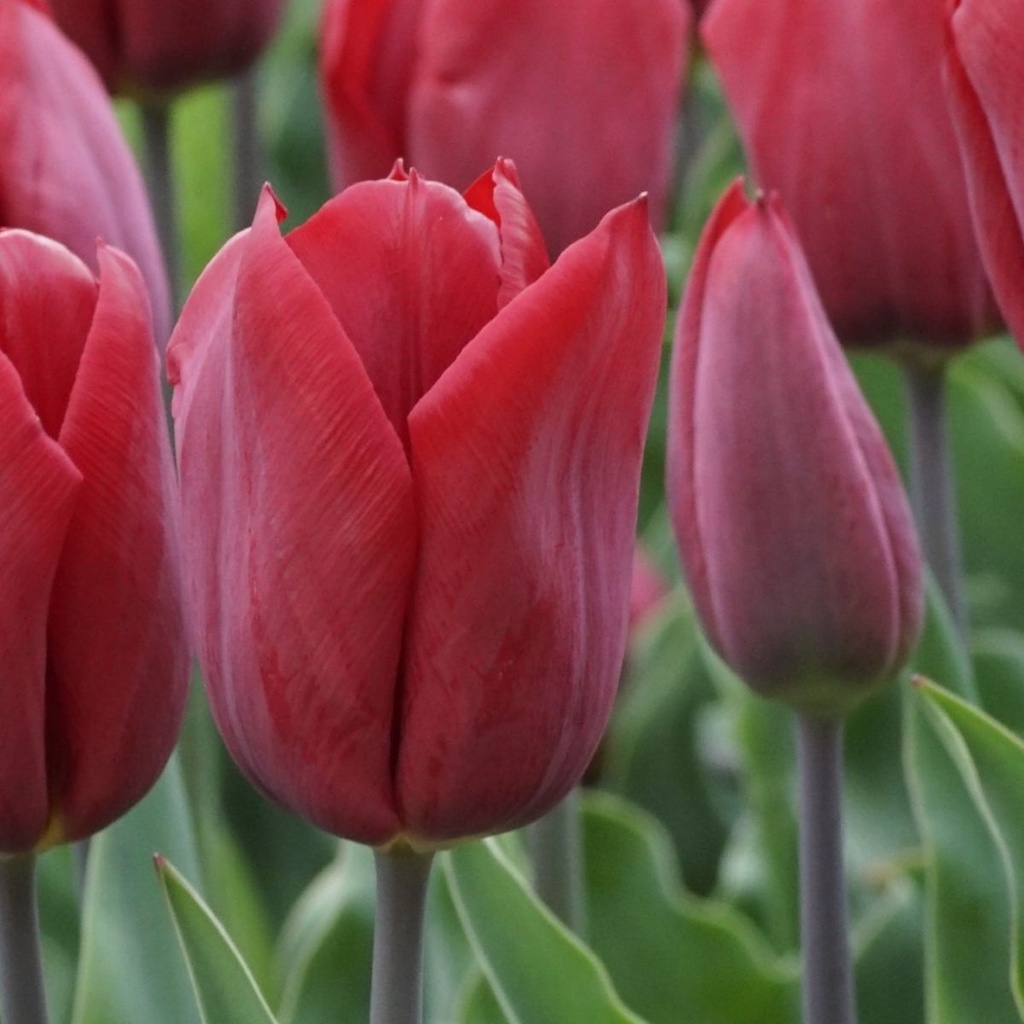 Tulipa Strong Love - ORG