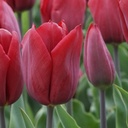 Tulipa Strong Love - ORG