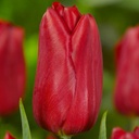 Tulipa Strong Love - ORG