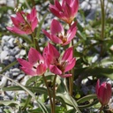 Tulipa Tiny Timo - ORG