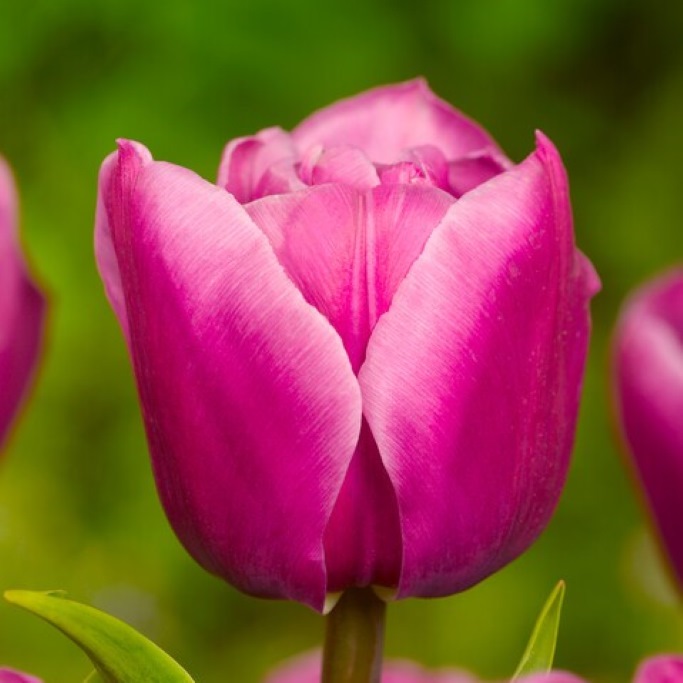 Tulipa Double Princess - ORG