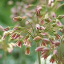 Nectaroscordum Bulgaricum - ORG