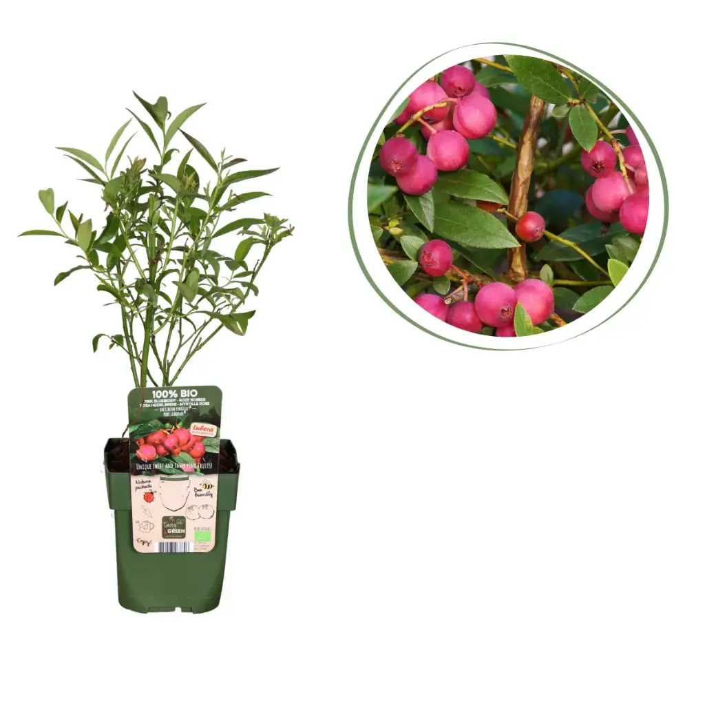 Pink Blueberry Bush - ORG
