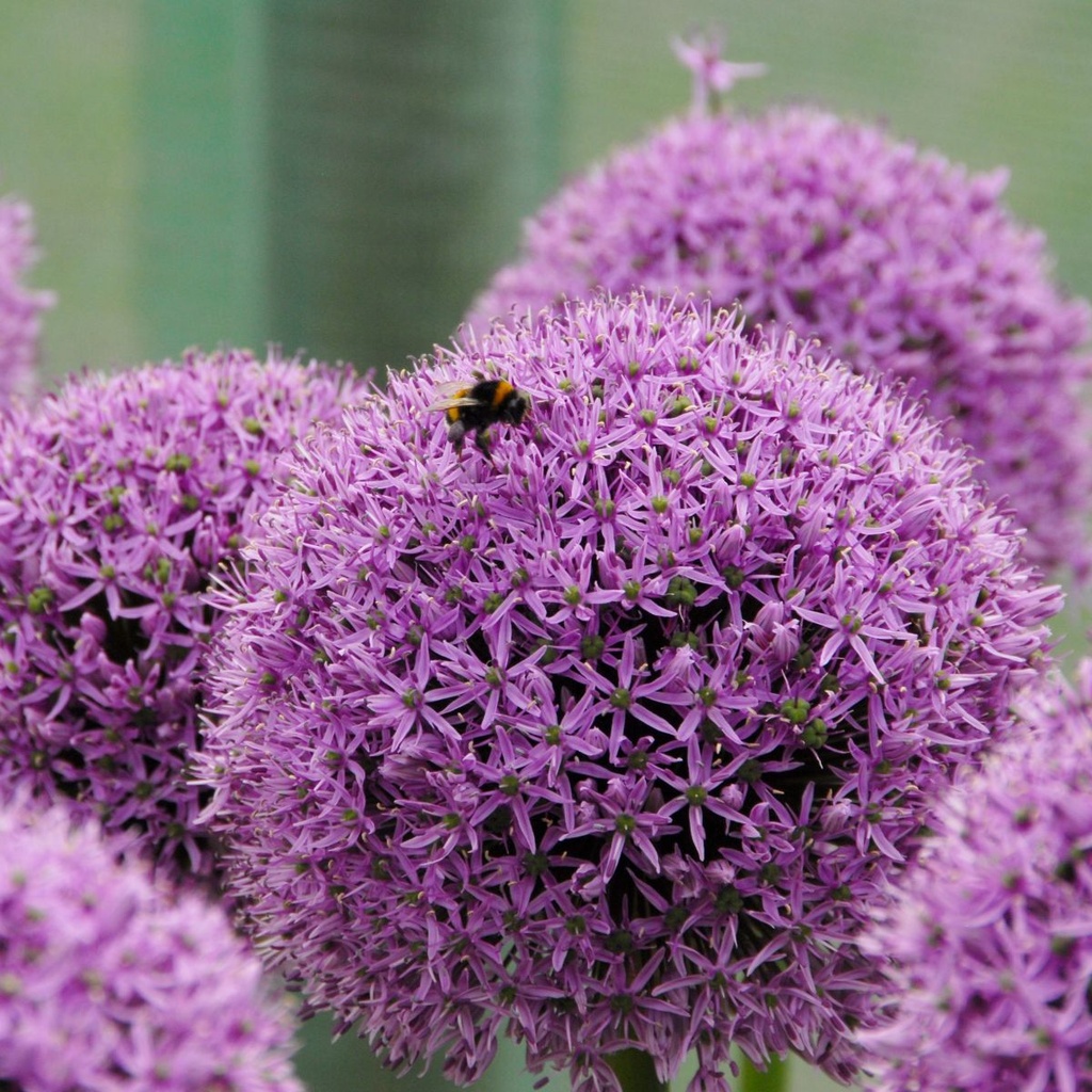 Allium Gladiator - ORG