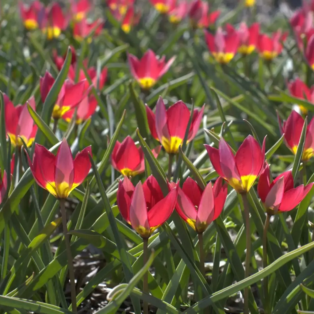 Tulipa humilis Red Beauty - ORG