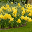 Daffodil - Narcissus Dick Wilden - ORG