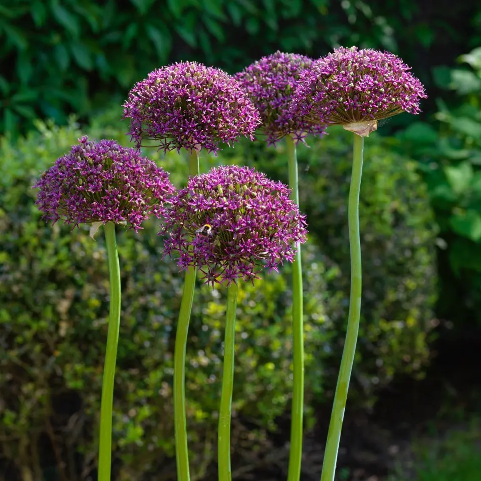 Allium Magic - ORG