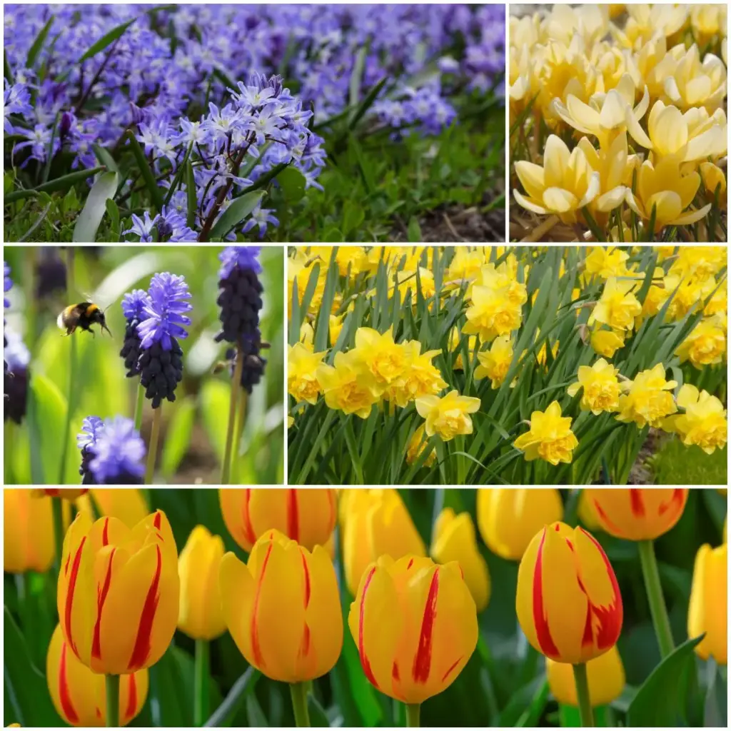 Lasagne spring flowers, bright - ORG