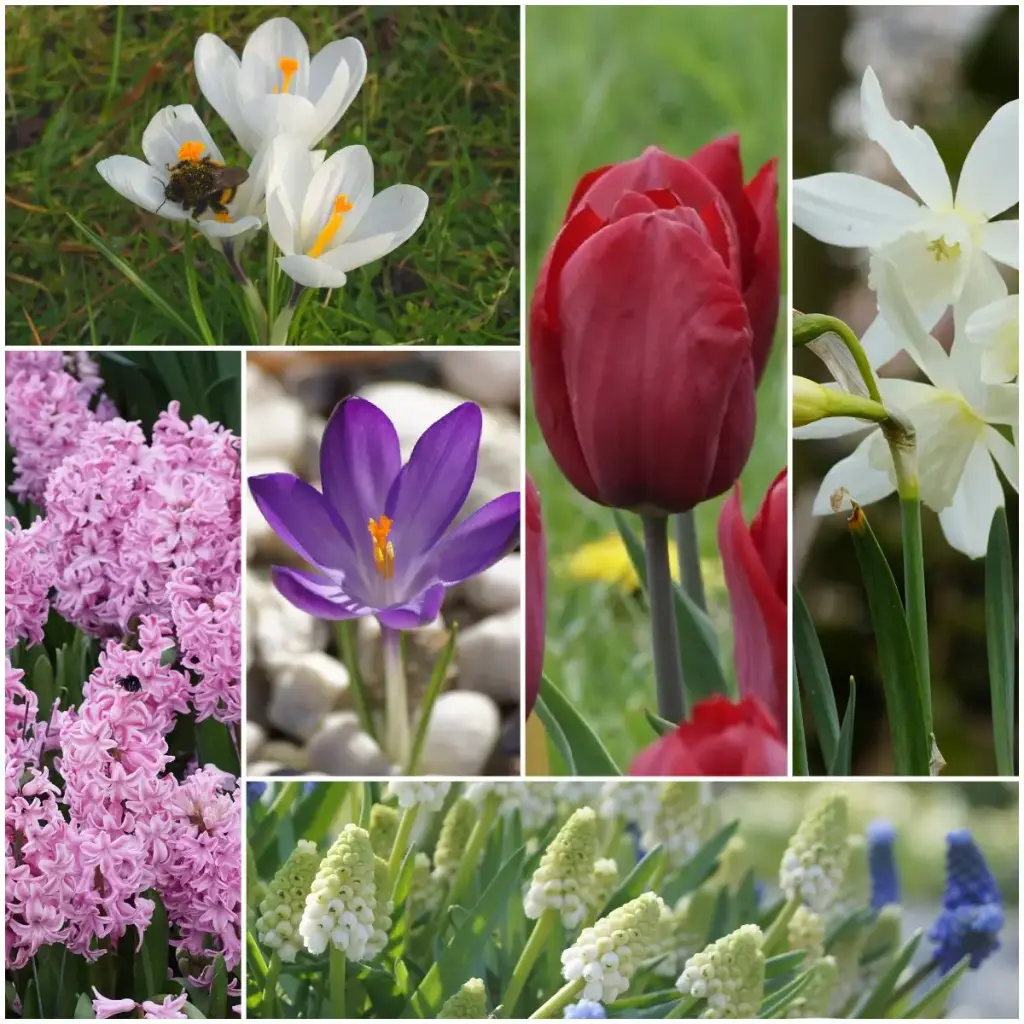 Lasagne spring flowers lilac-pink - ORG