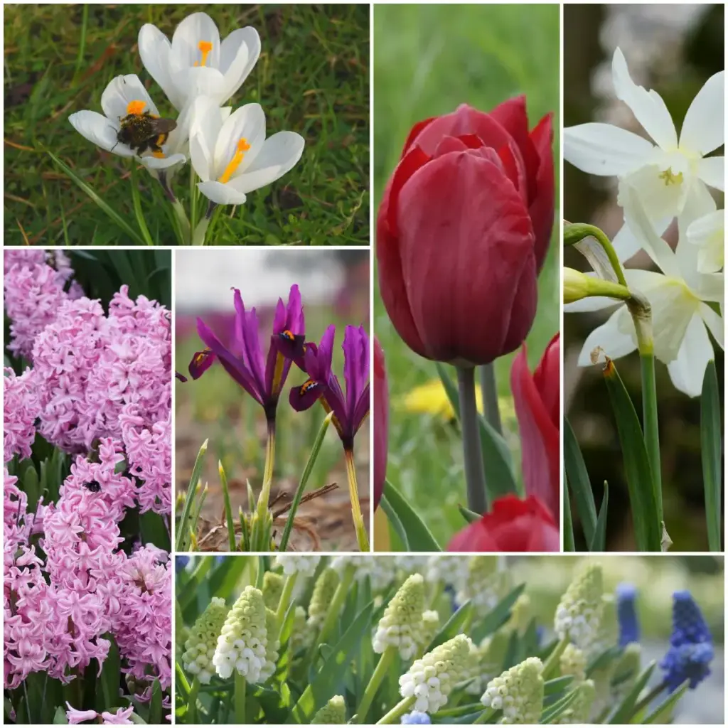 Lasagne spring flowers lilac-pink - ORG