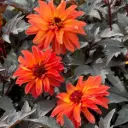 Dahlia Little Rascal - ORG