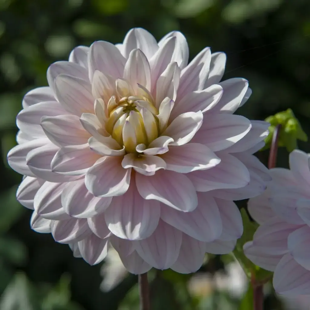 Dahlia Faye - ORG
