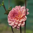 Dahlia Phyllis Farmer - BIO