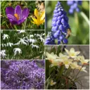 Pollinator package 50 pcs - ORG