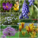 Pollinator package 50 pcs - ORG
