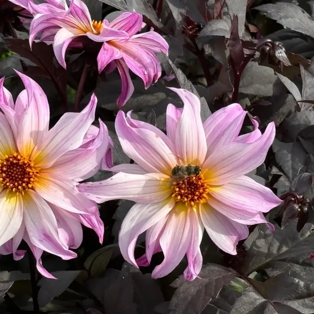 Dahlia Bohemian Princess- ORG