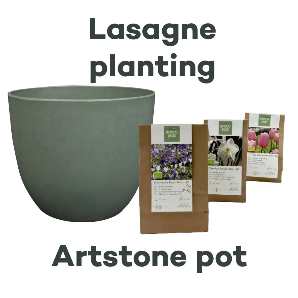 Bulb Lasagne with Artstone pot Thyme - ORG
