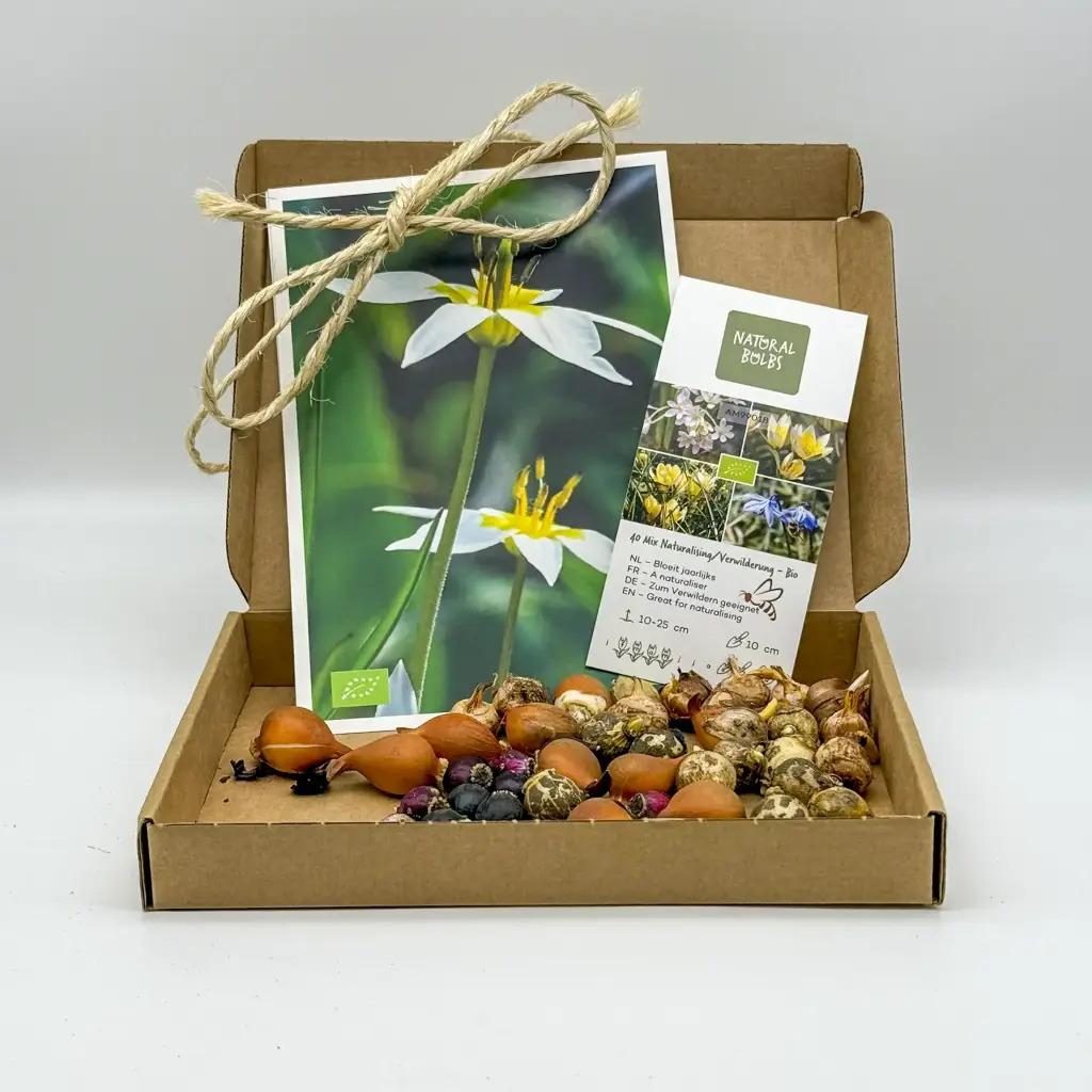 Giftbox Mix for naturalising - ORG