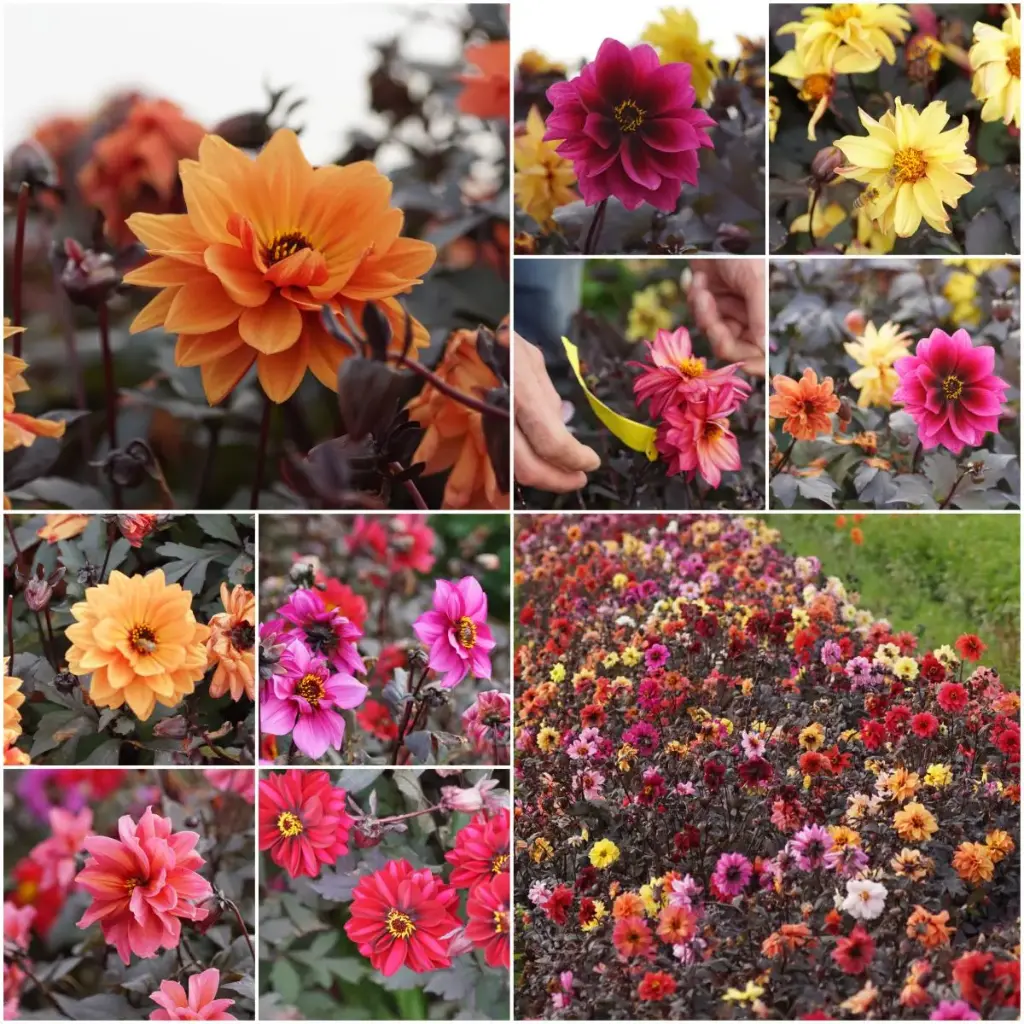 Dahlia mystery bee mix - ORG