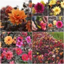 Dahlia Mystery Bee Mix - ORG