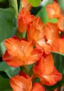 Gladiolus Stormy - ORG