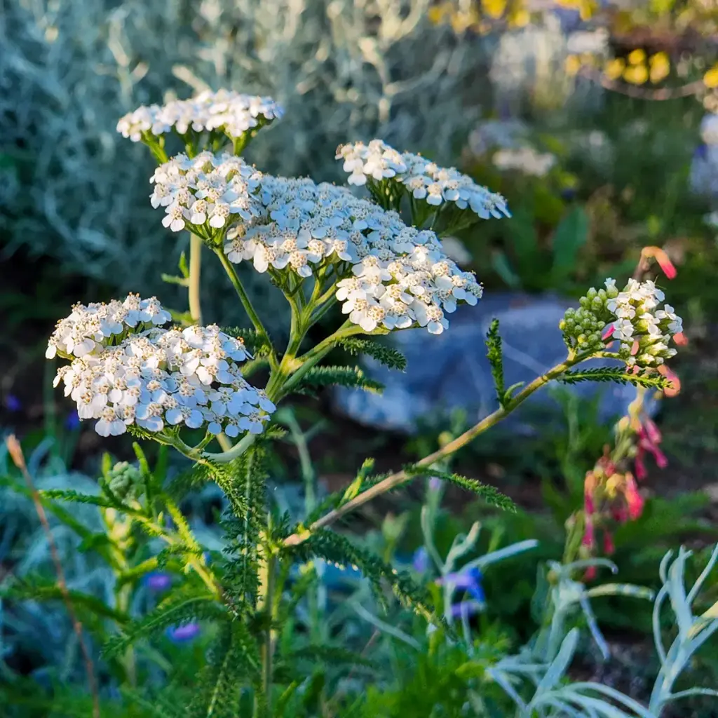 Yarrow - Achillea millefolium - ORG