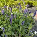 Anise Hyssop - Agastache Black Adder - ORG