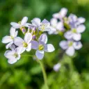 Cuckoo flower - Cardamine pratensis - ORG
