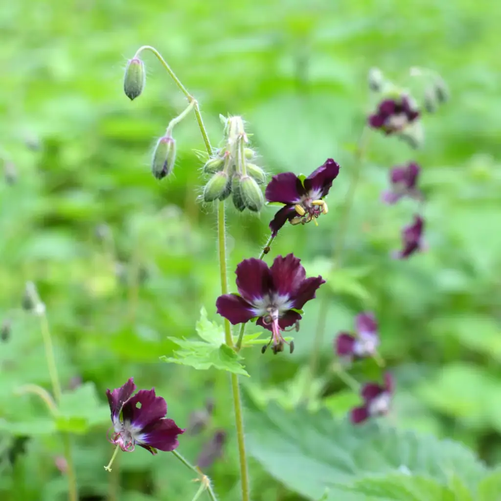 Geranium phaeum - Cranesbill - BIO