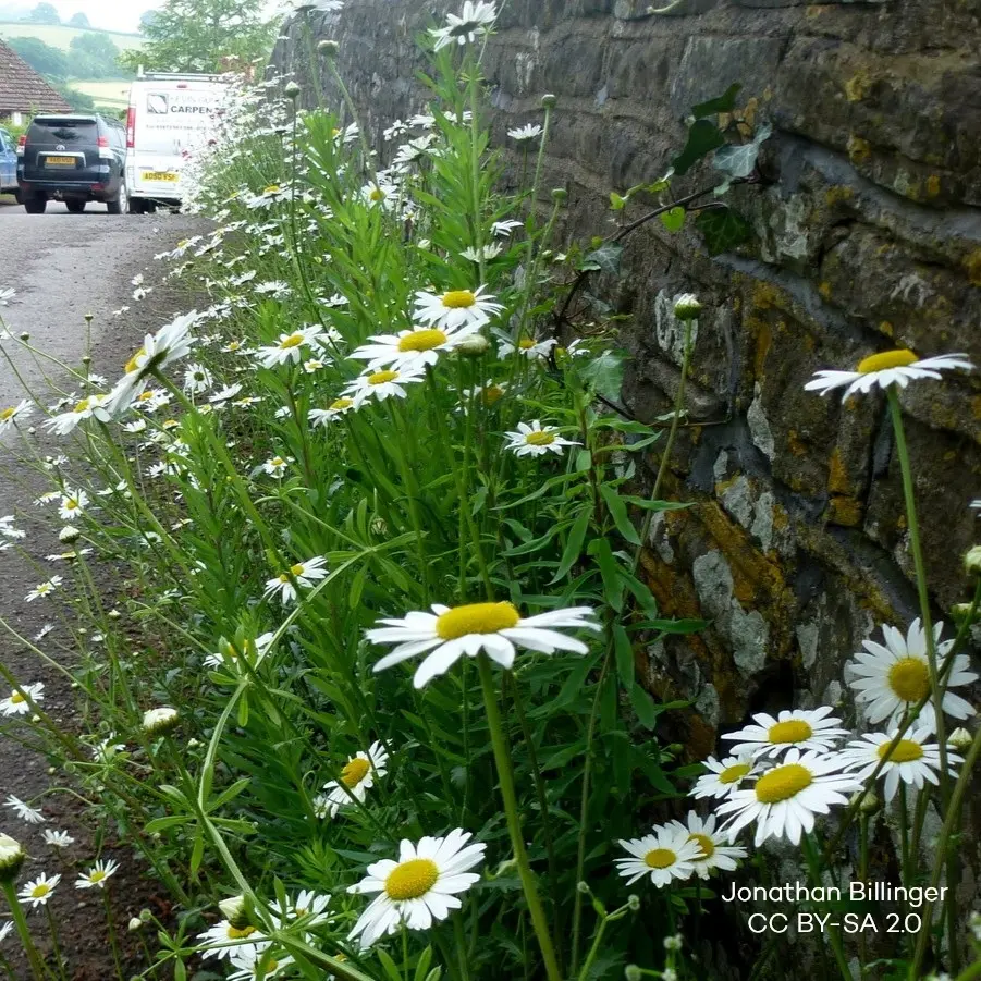 Leucanthemum Vulgare - Oxeye Daisy - ORG