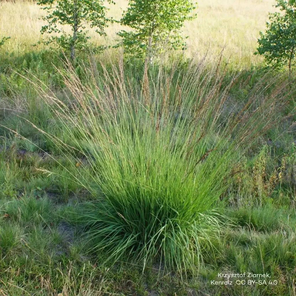 Molinia caerulea 'Moorhexe' - ORG
