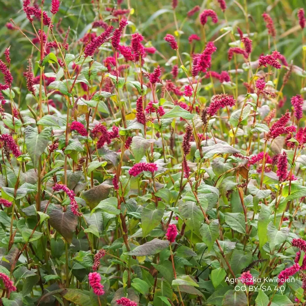 Persicaria amplexicaulis 'JS Calor' - ORG