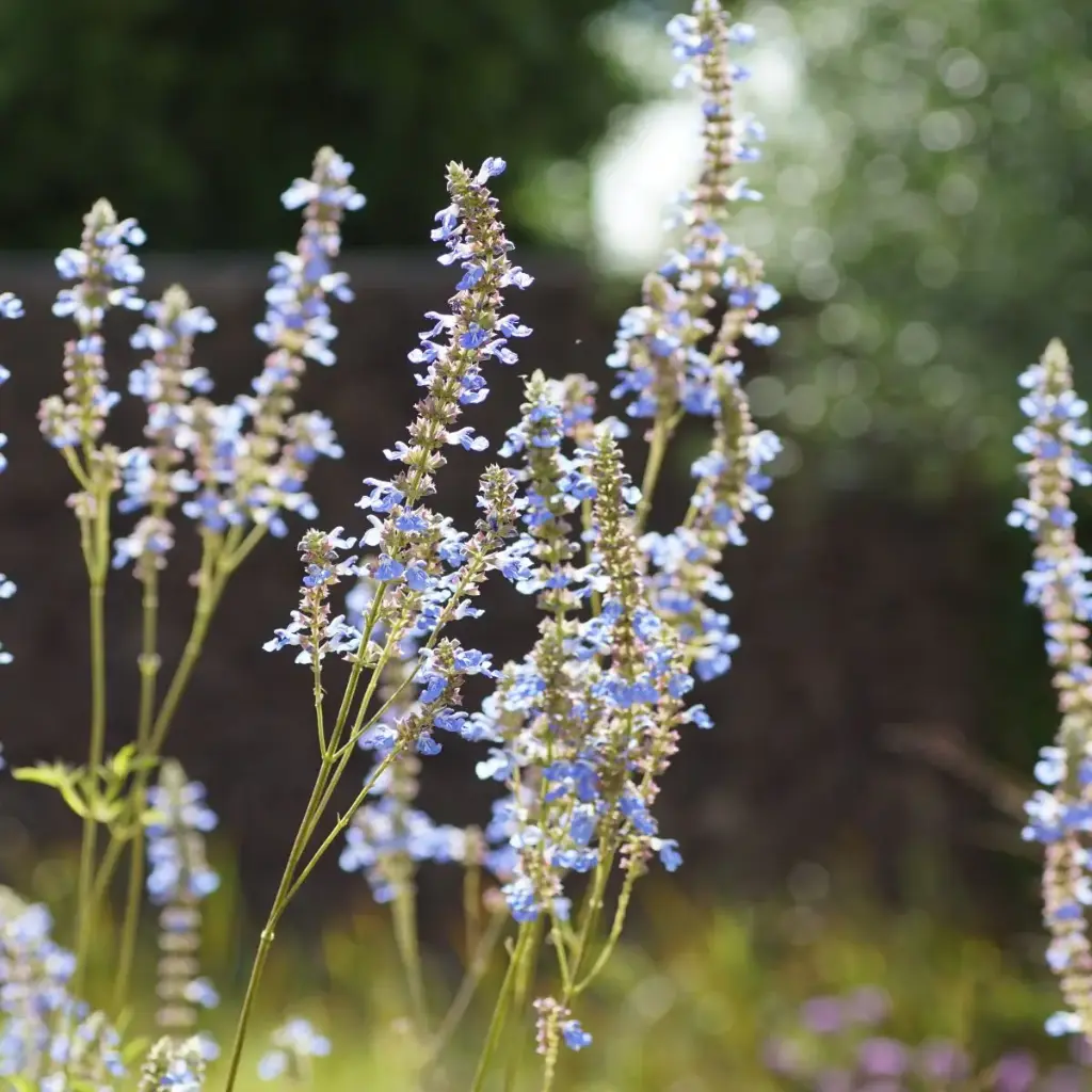 Salvia Uliginosa 'African Sky' - ORG