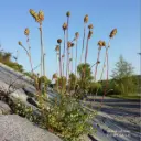 Pimpernelle - Sanguisorba minor - ORG