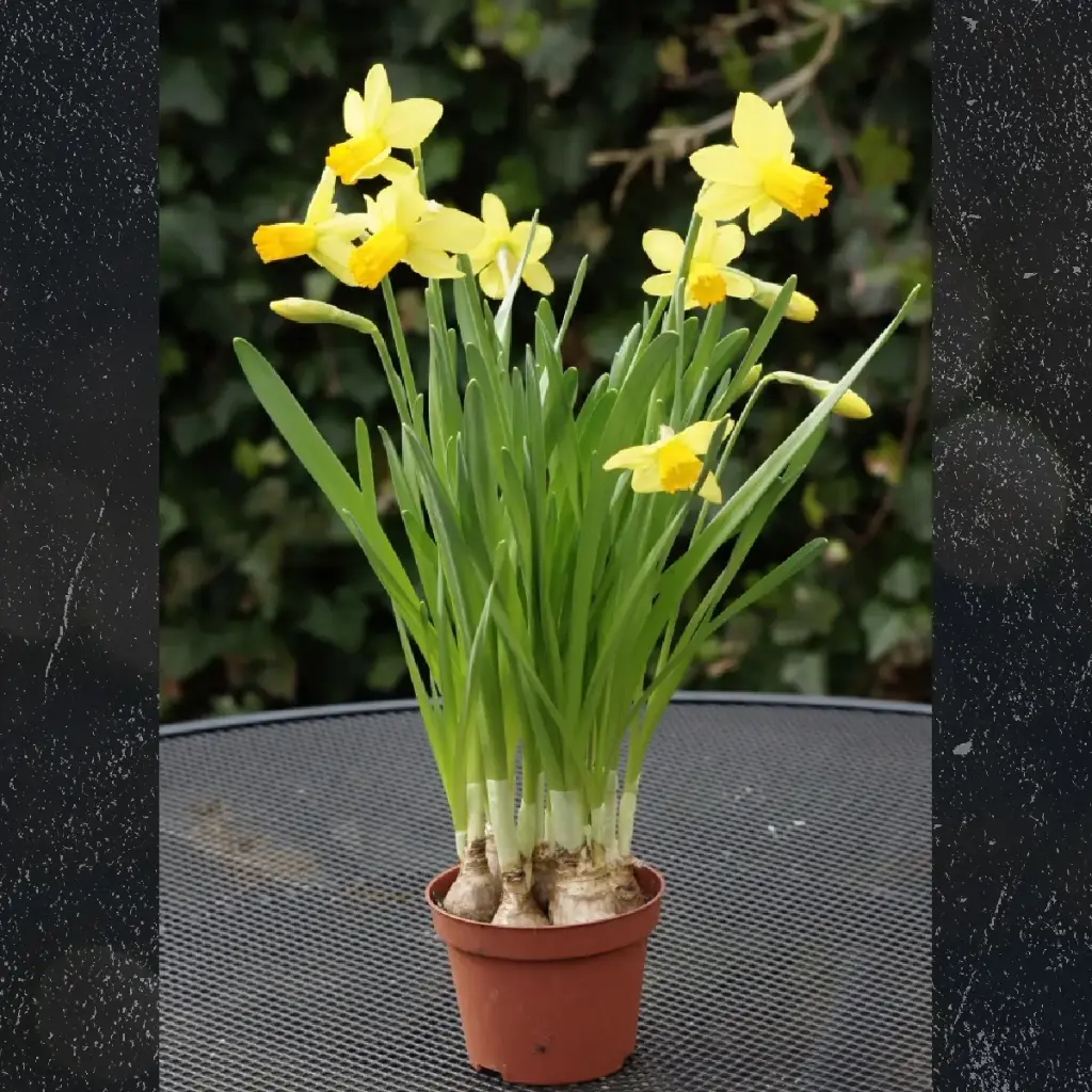 Daffodil Jetfire potted - ORG
