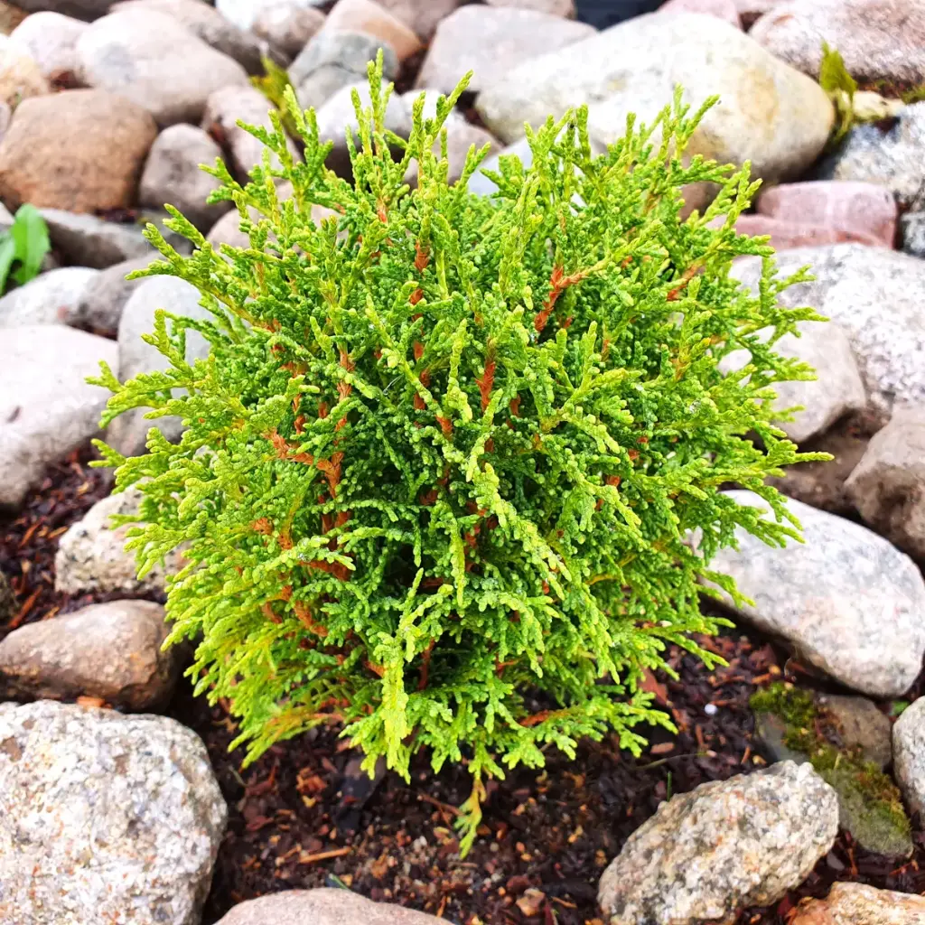Thuja occidentalis 'Tiny Tim' - ORG