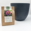 Dahlia Fantastico - ORG with Artstone pot