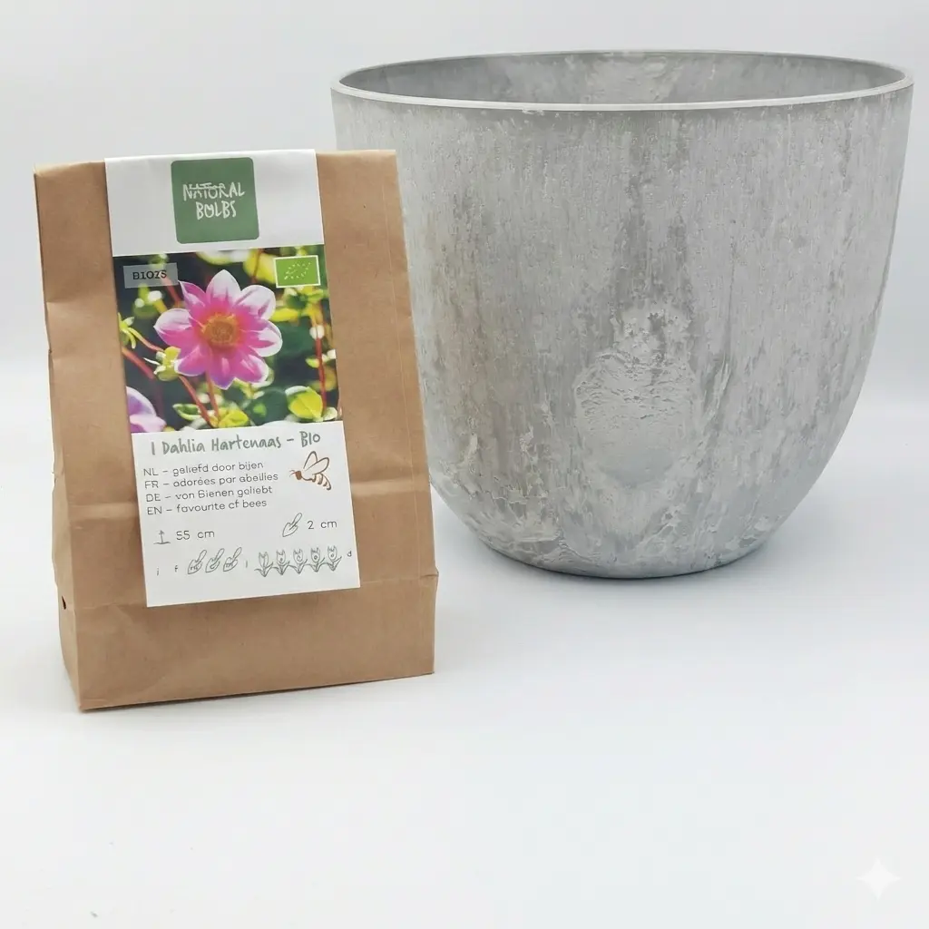 Dahlia Hartenaas - ORG with Artstone pot