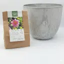 Dahlia Hartenaas - ORG with Artstone pot