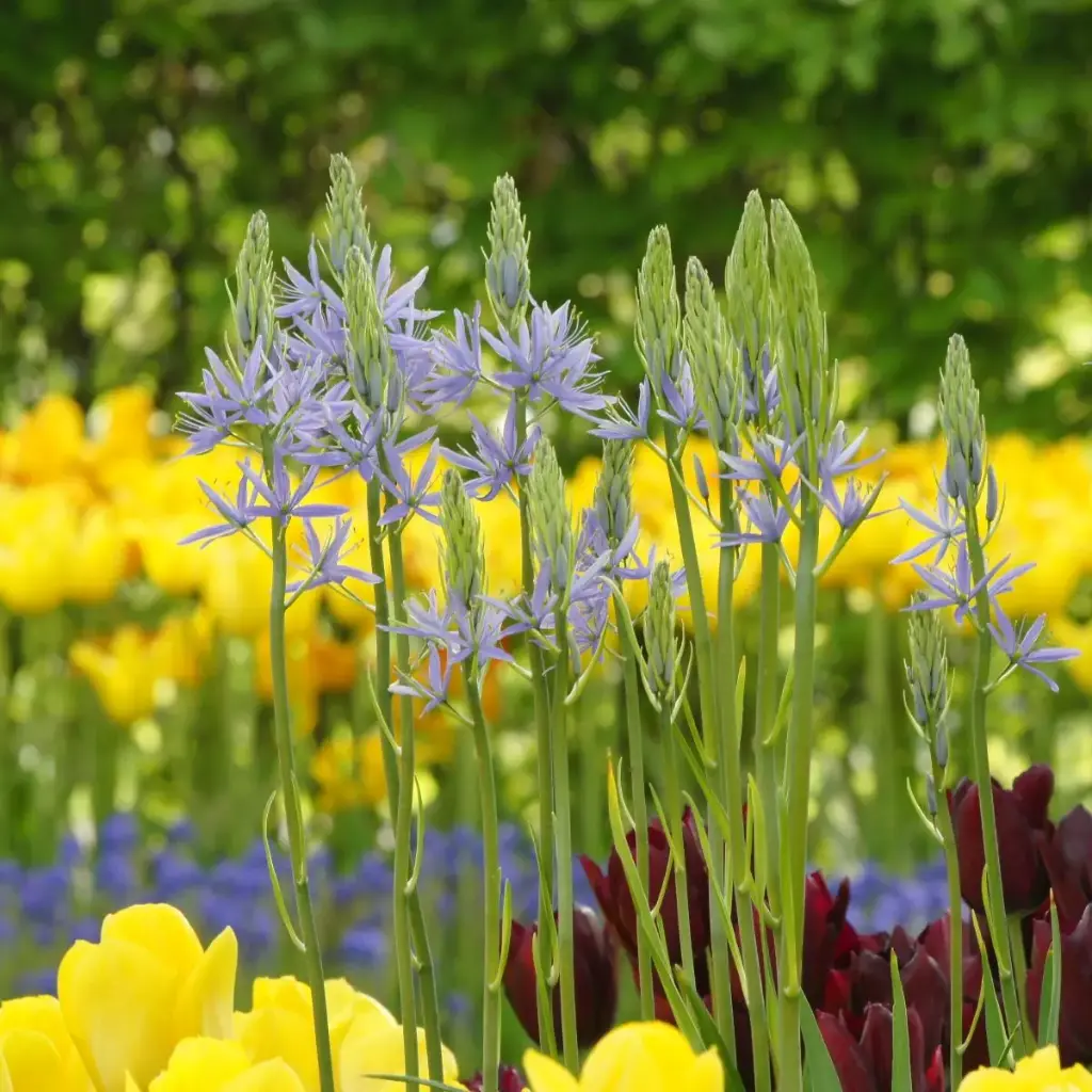 Camassia Cusickii - ORG