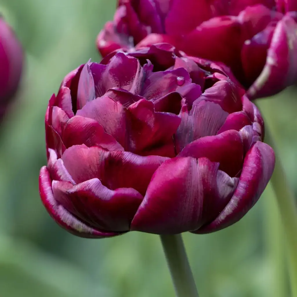 Tulipa Alison Bradley - ORG 